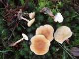 Cystoderma amianthinum image