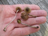 Entoloma flavoviride image
