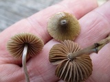 Entoloma flavoviride image