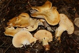 Hydnum mulsicolor image
