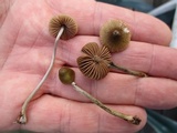 Entoloma flavoviride image