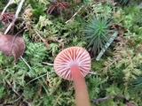 Hygrocybe laeta var. laeta image