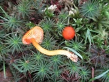 Hygrocybe miniata image