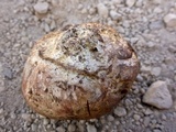 Scleroderma polyrhizum image