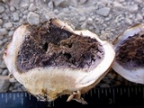 Scleroderma polyrhizum image