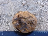 Scleroderma polyrhizum image