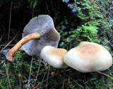 Hypholoma capnoides image