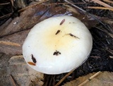 Hygrophorus flavodiscus image