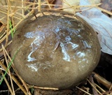 Hygrophorus fuligineus image
