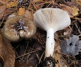 Hygrophorus fuligineus image