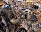 Hygrophorus fuligineus image