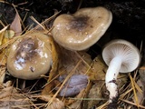 Hygrophorus fuligineus image