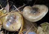 Hygrophorus fuligineus image