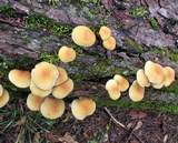 Hypholoma capnoides image