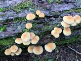 Hypholoma capnoides image