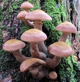 Armillaria solidipes image