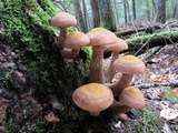 Armillaria solidipes image