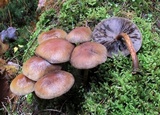 Psathyrella rugocephala image