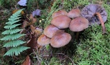 Psathyrella rugocephala image