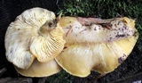 Tricholomopsis sulphureoides image