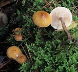 Cystoderma amianthinum image