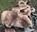 Lactarius hibbardiae image
