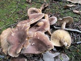 Lactarius hibbardiae image