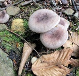 Lactarius hibbardiae image