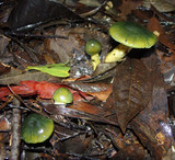 Cortinarius austrovenetus image