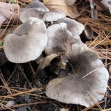 Tricholoma terreum image