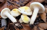 Hygrophorus chrysodon image