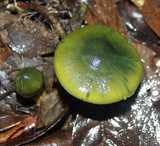 Cortinarius austrovenetus image