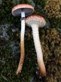 Leratiomyces squamosus var. thraustus image