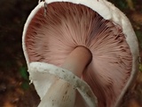 Agaricus hondensis image