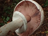 Agaricus hondensis image