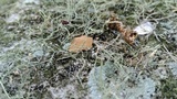 Ramalina stenospora image