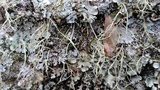 Ramalina stenospora image