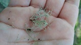 Ramalina stenospora image