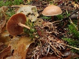Gymnopus peronatus image