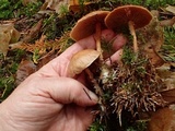 Gymnopus peronatus image