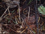 Macrotyphula juncea image