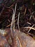 Macrotyphula juncea image