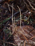 Macrotyphula juncea image