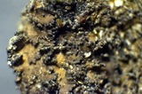 Massalongia carnosa image