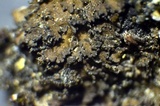 Massalongia carnosa image