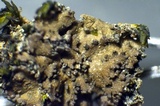 Massalongia carnosa image