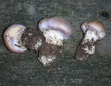 Cortinarius largus image