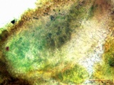 Massalongia carnosa image