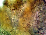 Massalongia carnosa image