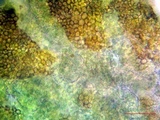 Massalongia carnosa image